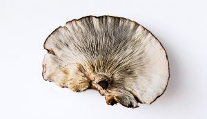 Mushrooms and the human brain