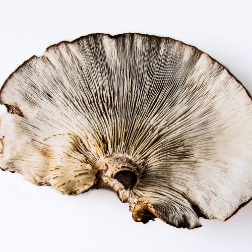 Mushrooms and the human brain
